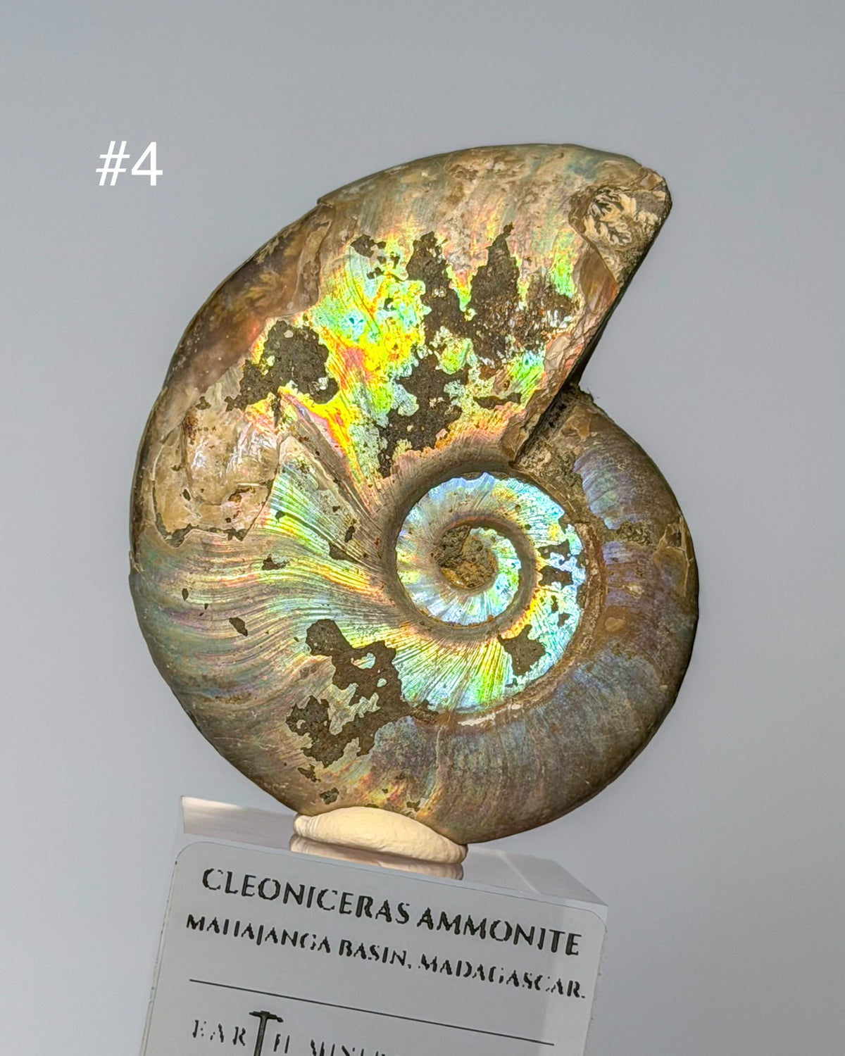 Iridescent Ammonite