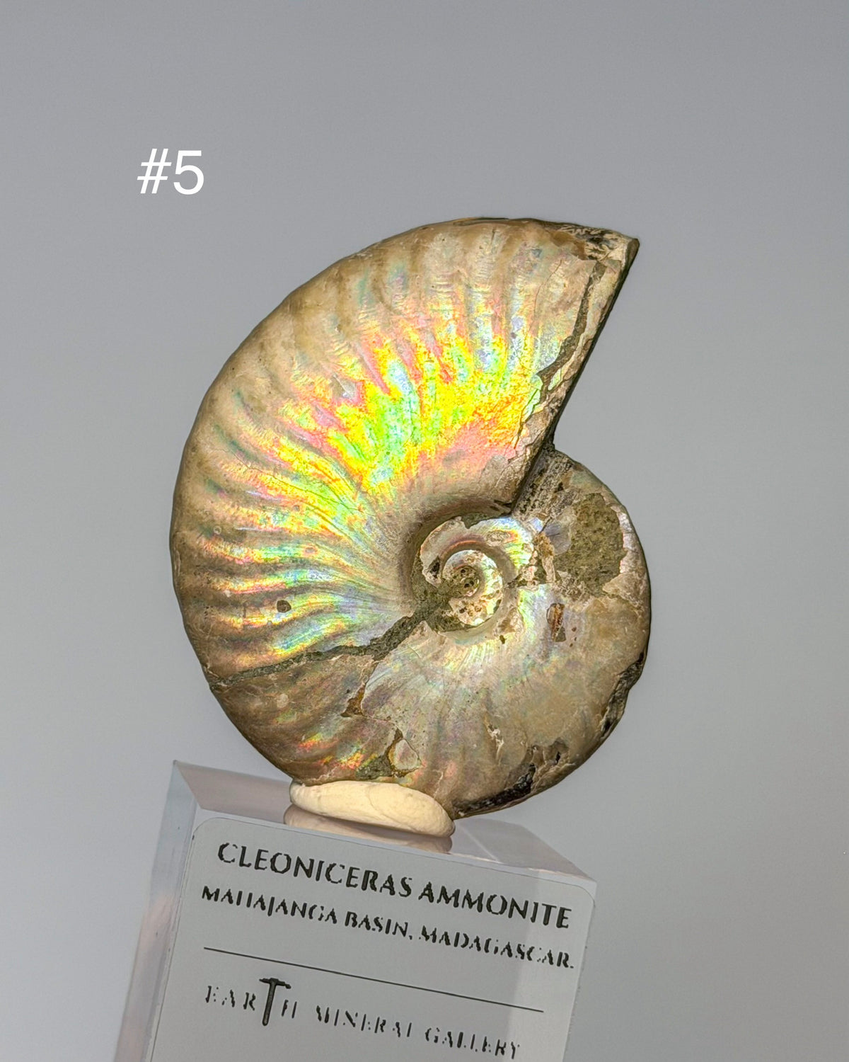 Iridescent Ammonite