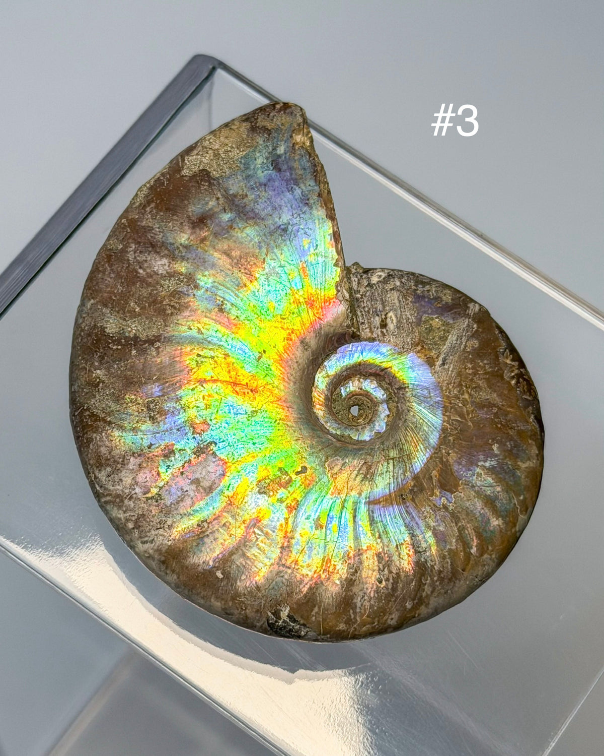 Iridescent Ammonite