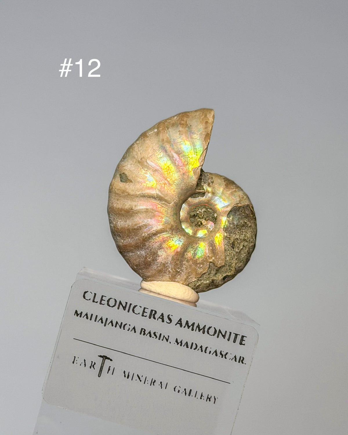Iridescent Ammonite