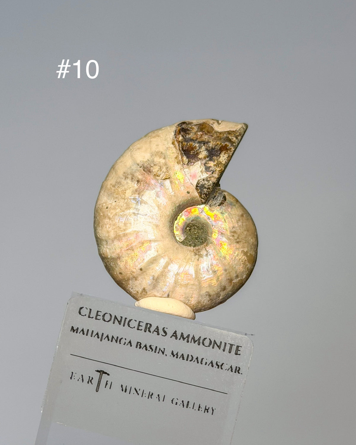 Iridescent Ammonite