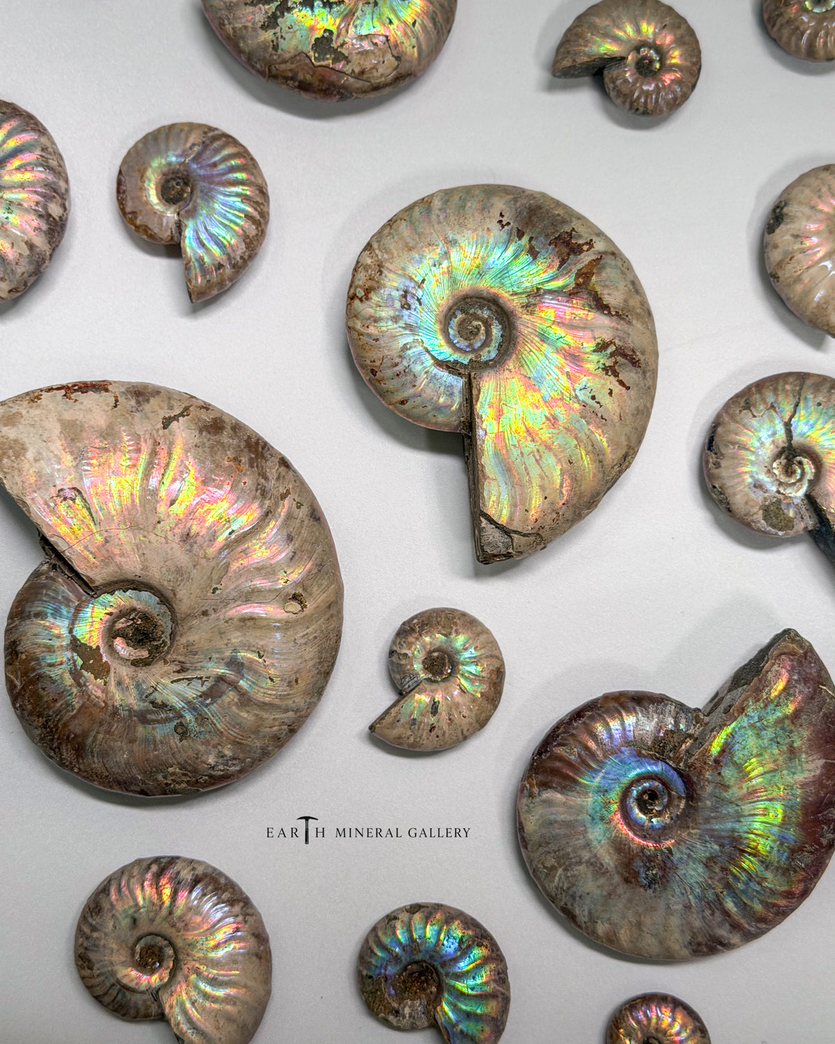 Iridescent Ammonite