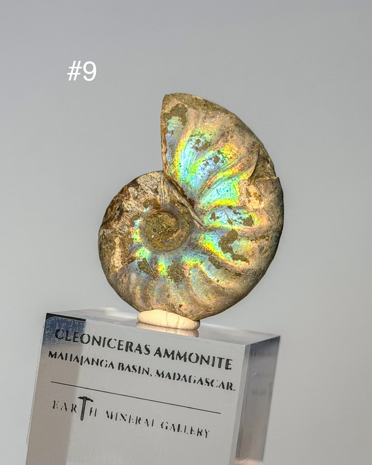Iridescent Ammonite