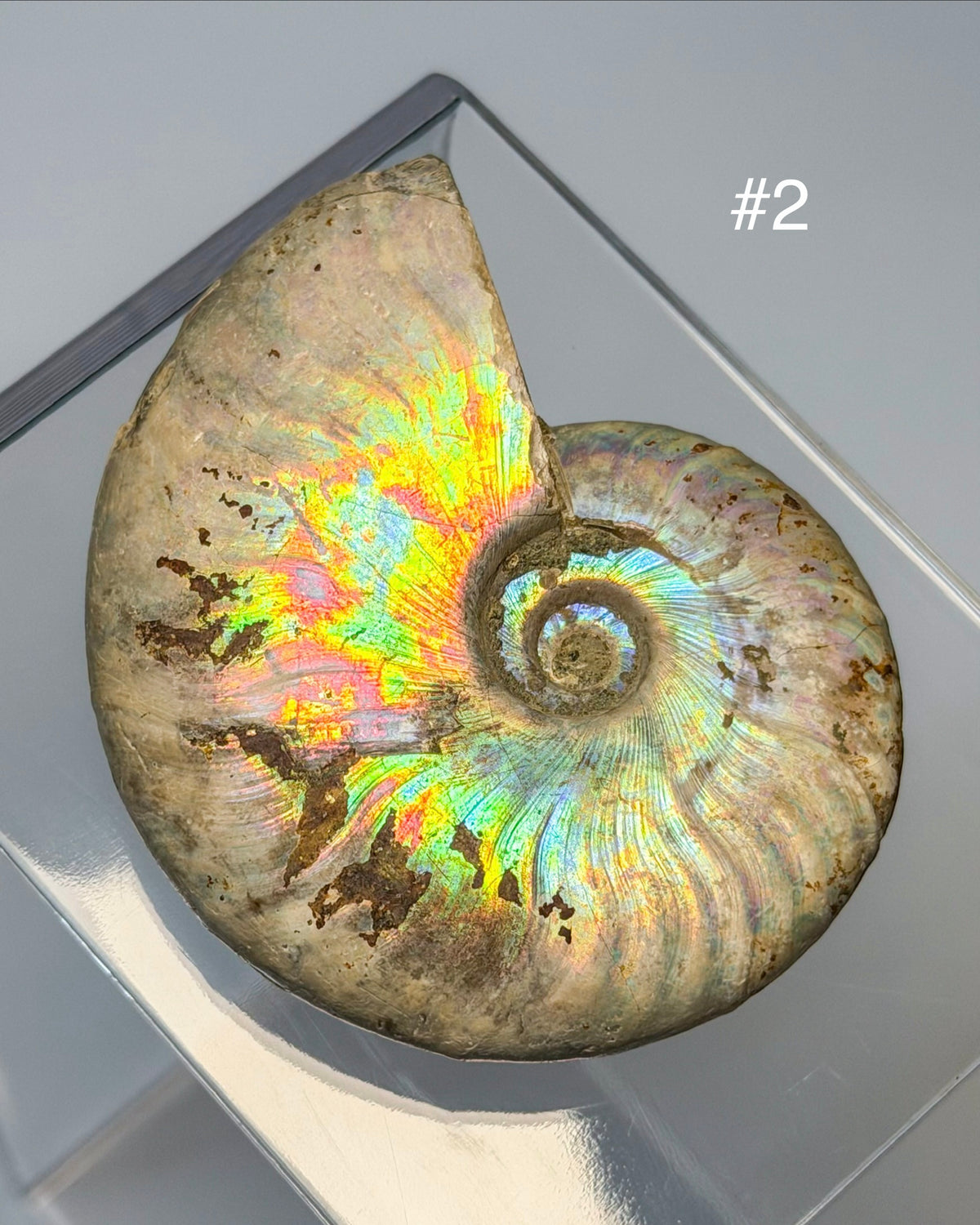 Iridescent Ammonite