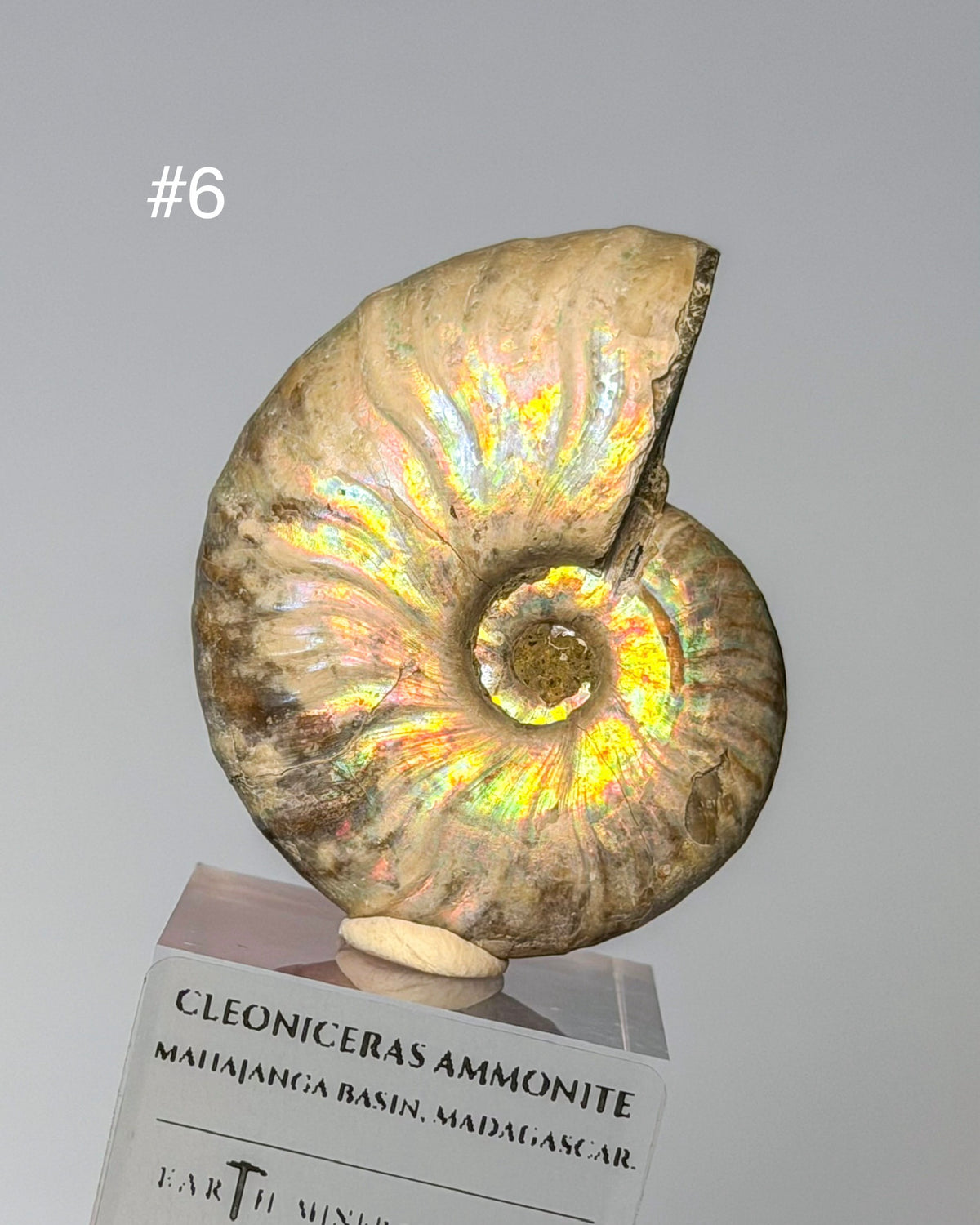Iridescent Ammonite