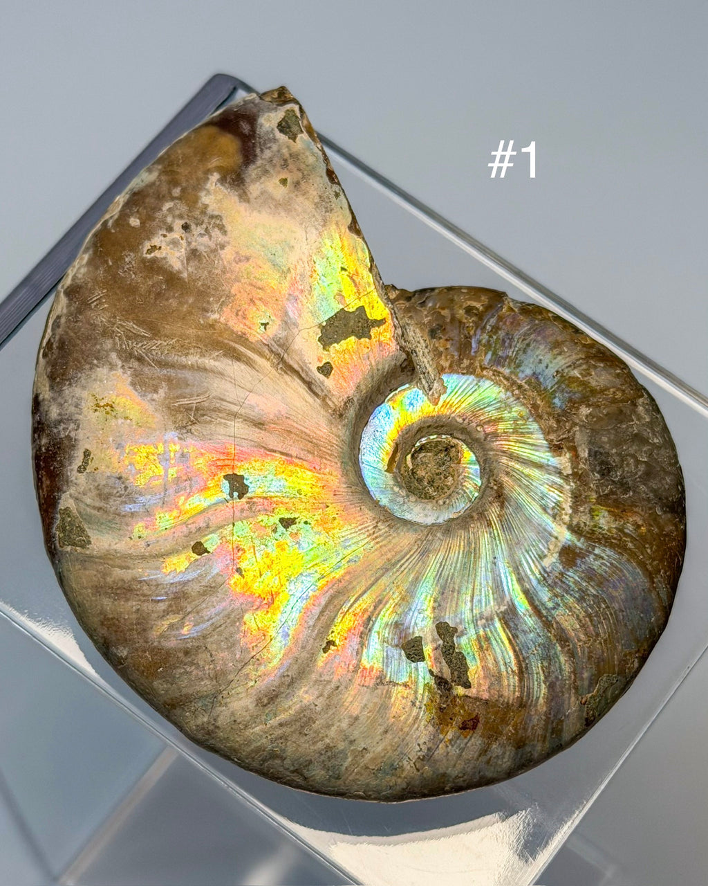Iridescent Ammonite