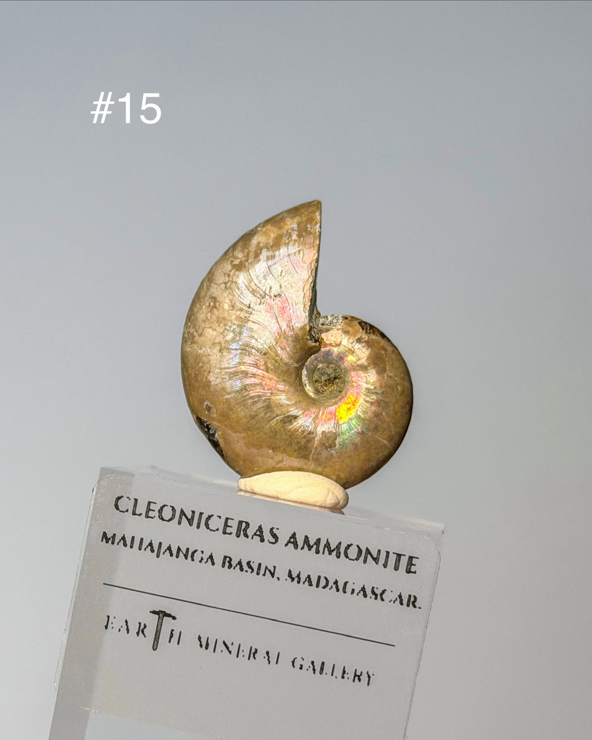 Iridescent Ammonite