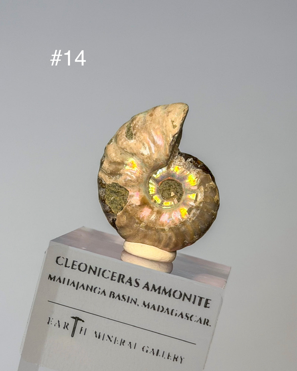 Iridescent Ammonite