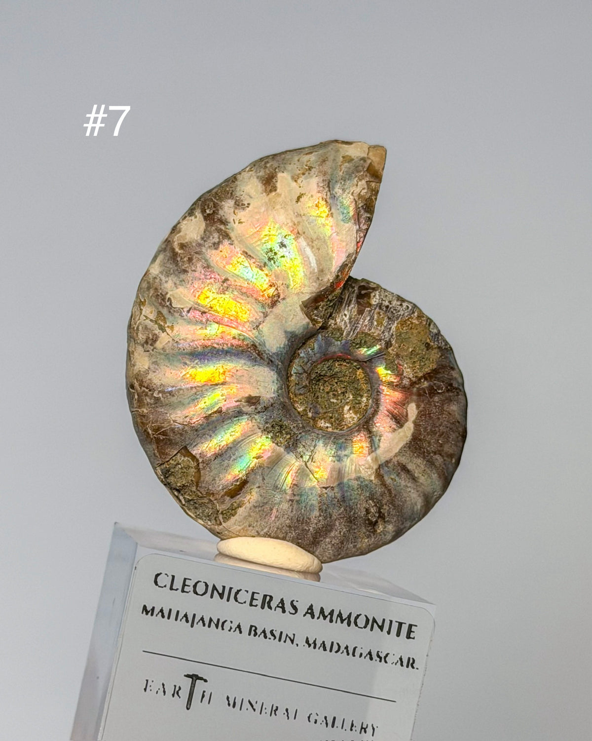 Iridescent Ammonite