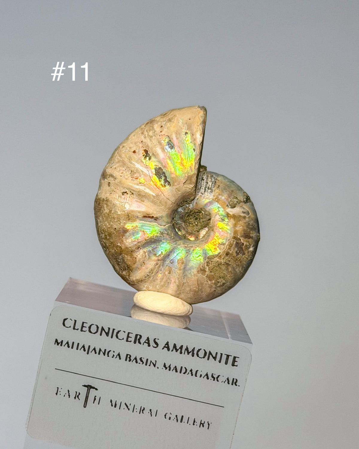 Iridescent Ammonite