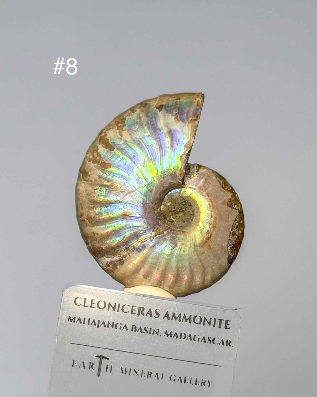 Iridescent Ammonite