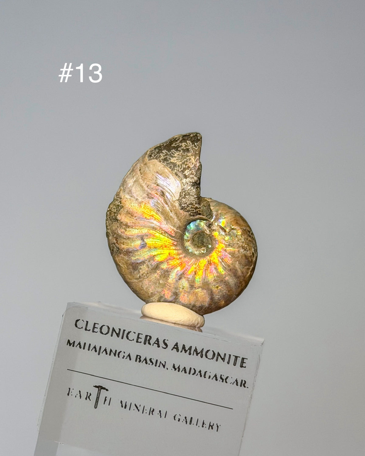 Iridescent Ammonite