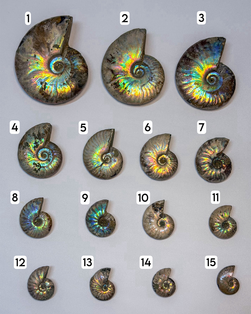Iridescent Ammonite